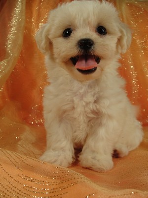 Male Shih tzu bichon Pup for sale Ready August 2012
